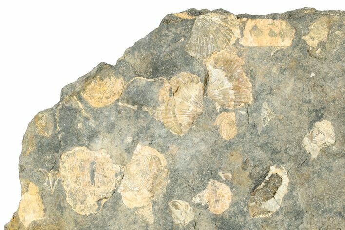 Pennsylvanian Fossil Brachiopod Plate - Kentucky #248120